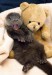 otter-is-really-happy-to-see-you